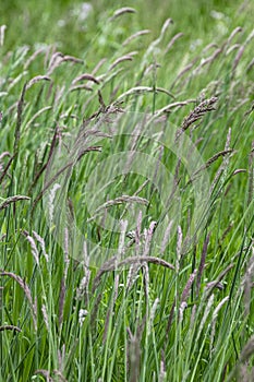 Close up sage grasses with a green background.