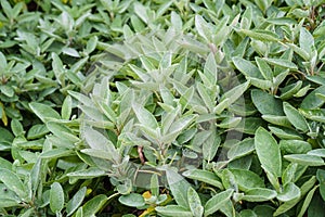 Close-up of sage plants in a herb garden. Sage - salvia officinalis