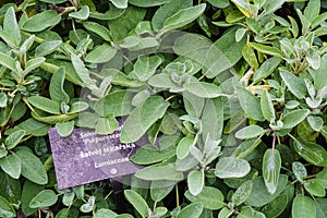 Close-up of sage plants in a herb garden. Sage - salvia officinalis