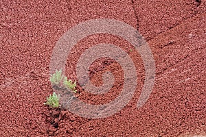 Close up of sagebrush in crevice of red claystone