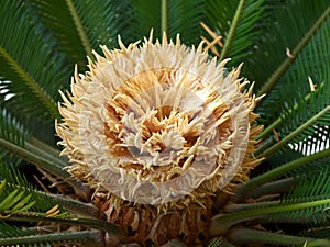 close up of a sago palm, blossom of cycas revoluta