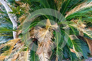 Close Up Of Sago Palm Frond