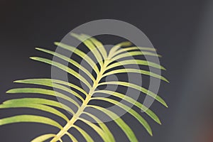 Close-up  Sago palm leaves background in garden