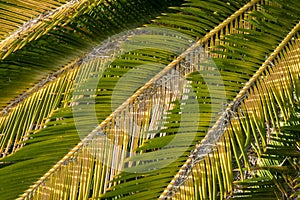 Close up of sago palm leaves (Cycas revoluta