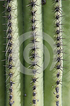 Close Up of Saguaro Cactus
