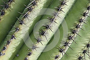 Close Up of Saguaro Cactus
