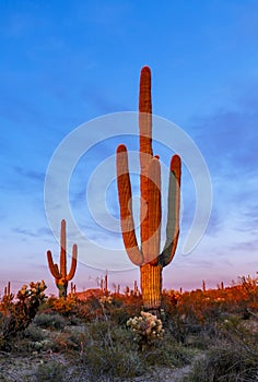 Close Up Of Saguaro Cactus In AZ Desert