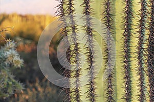 Close up of a Saguaro Cactus with Copy Space