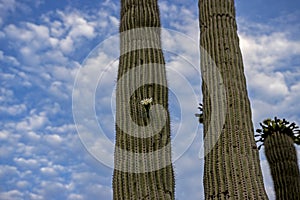 Close Up Of Saguaro Cactus With Flower In Arizona