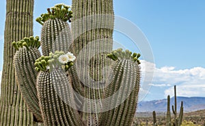 Close Up Of Saguaro Cactus Flowers Blooming