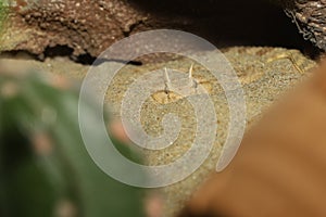 Close up Sahara horn viper in sand at the cave