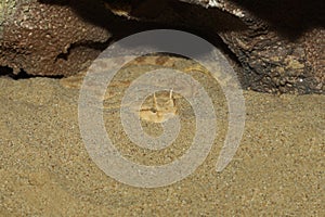 Close up Sahara horn viper in sand at the cave