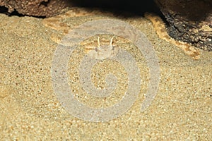 Close up Sahara horn viper in sand at the cave