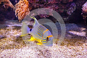 close up of Sailfin snapper