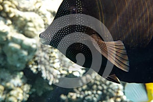 Close up of Sailfin Tang, a tropical reef fish. photo