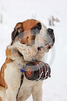 Close up of Saint Bernard Dog with iconic barrel in snow