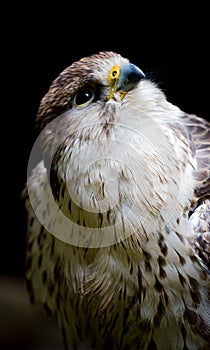 Close up of Sakar falcon facing right