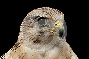 Close-up Saker Falcon, Falco cherrug, isolated on Black background