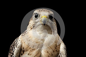 Close-up Saker Falcon, Falco cherrug, isolated on Black background