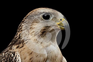 Close-up Saker Falcon, Falco cherrug, isolated on Black background