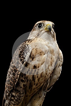 Close-up Saker Falcon, Falco cherrug, isolated on Black background