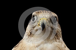 Close-up Saker Falcon, Falco cherrug, isolated on Black background