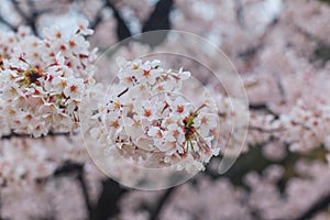 Close up sakura cherry blossom background at Chidorigafuchi park, Tokyo, Japan