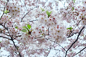 Close up sakura cherry blossom background at Chiyoda park, Tokyo, Japan