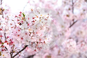 Close up sakura cherry blossoms flower branches  in pink color full bloom , good sakura background in Japan,the flora so beautiful