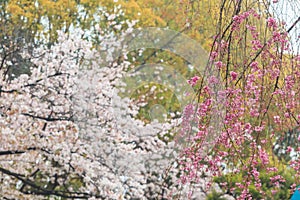 Close up sakura flower at Chiyoda park, Tokyo
