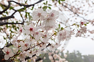 Close up sakura flower at Chiyoda park, Tokyo, Japan