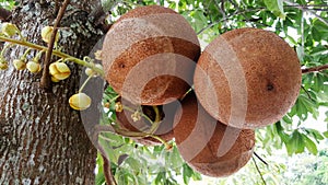 Close-up sala tree, shorea robusta, flower and fruit photo