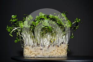 Close up of salad cress with root details on a dark background.
