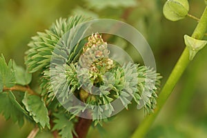 Close up of salad, garden, small or common burnet, Sanguisorba minor