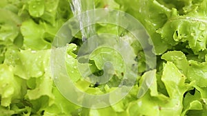 Close up of salads leaf, Washing lettuce prepare for salads.
