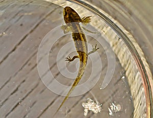 Close up of a salamander larva, Lissotriton vulgaris, Salamandra salamandra