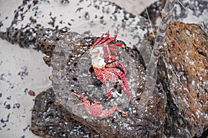 Close up of sally Lightfoot crab Grapsus grapsus on black volcanic rock