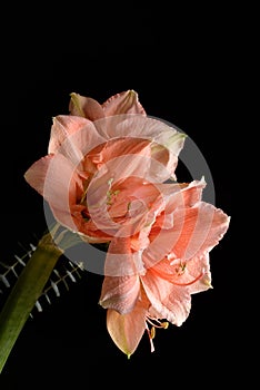 Amaryllis flower close-up in salmon color on black background photo