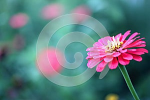 Close up of a Salmon Colored Zinnia Flower