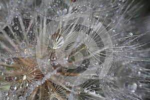 close-up of salsify seeds, macro drops of water