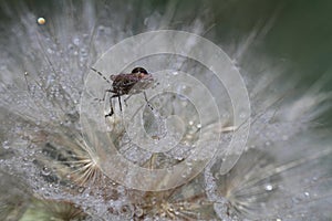 close-up of salsify seeds, macro drops of water