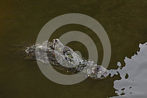 Close up salt crocodile is show head in river