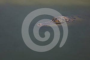 Close up salt crocodile is show head in river