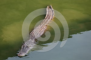 Close up salt crocodile is show head in river