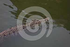 Close up salt crocodile is show head in river