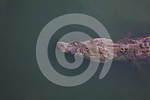 Close up salt crocodile is show head in river