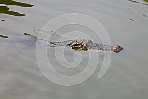 Close up salt crocodile is show head in river