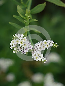 Close up of salt heloptrope flowers uncoiling.