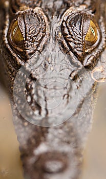 Close-up of salt water crocodile