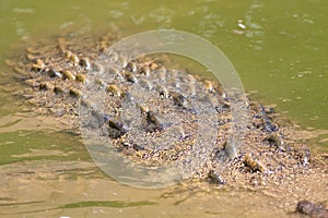 Close-up of Salt water Crocodile